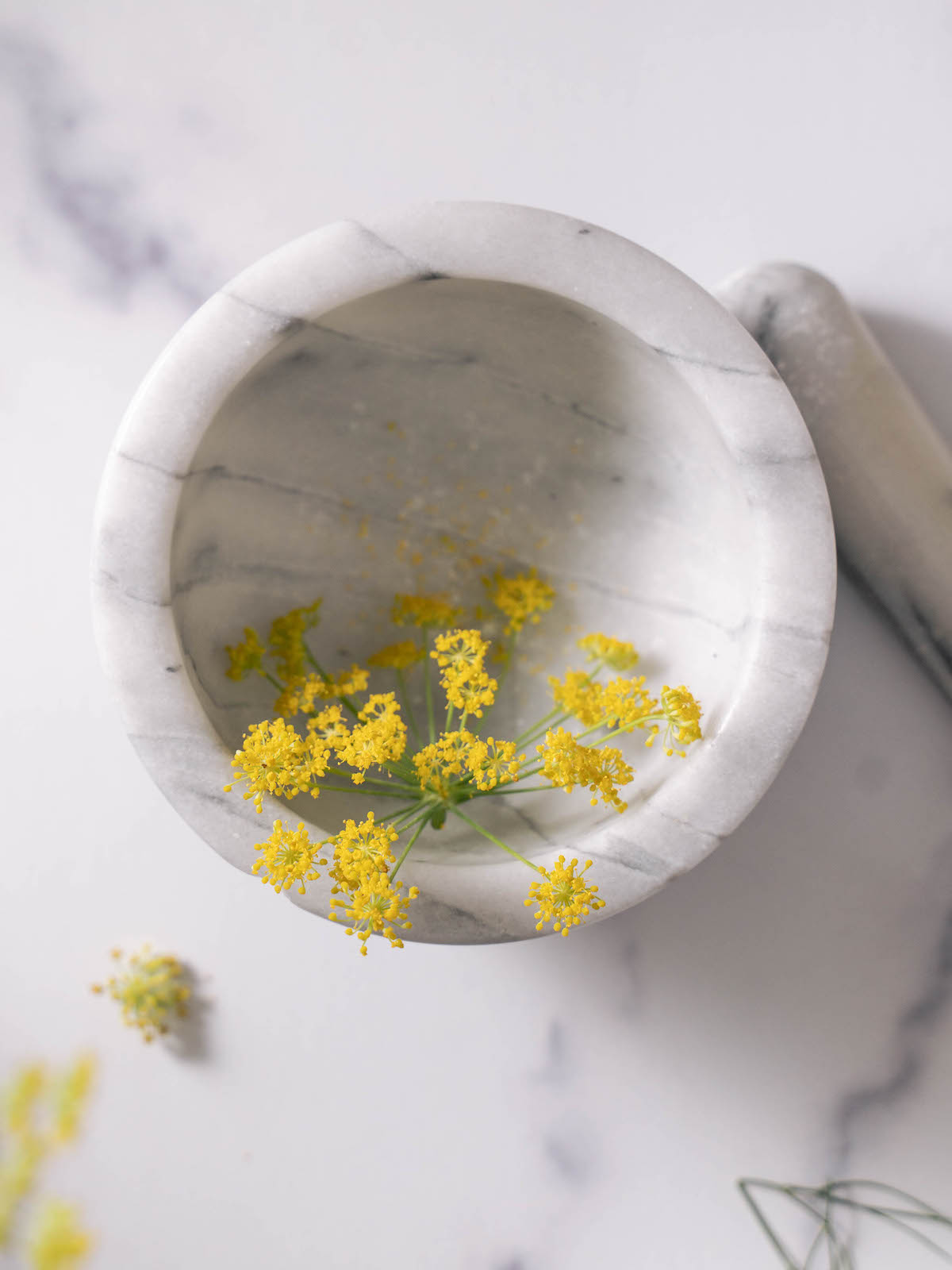 A freshly picked fennel flower