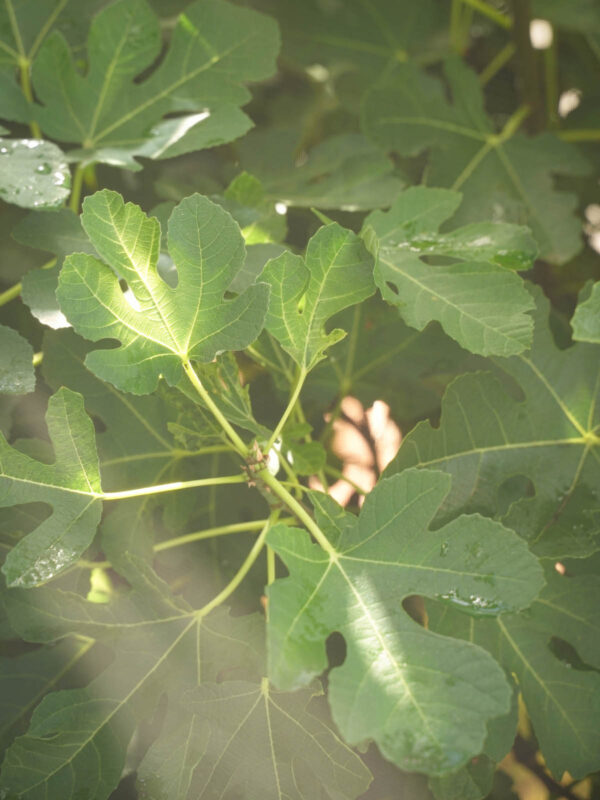Fig leaves after a rain