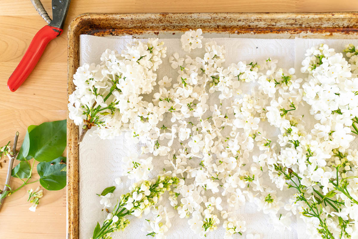 Freshly harvested lilac flowers