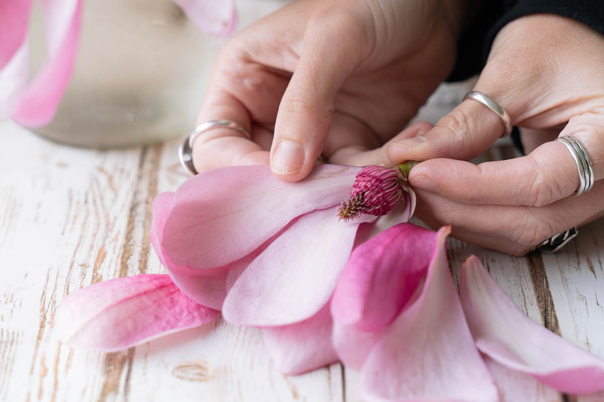 A close up look inside a magnolia flower, a common edible spring flower in the Pacific Northwest