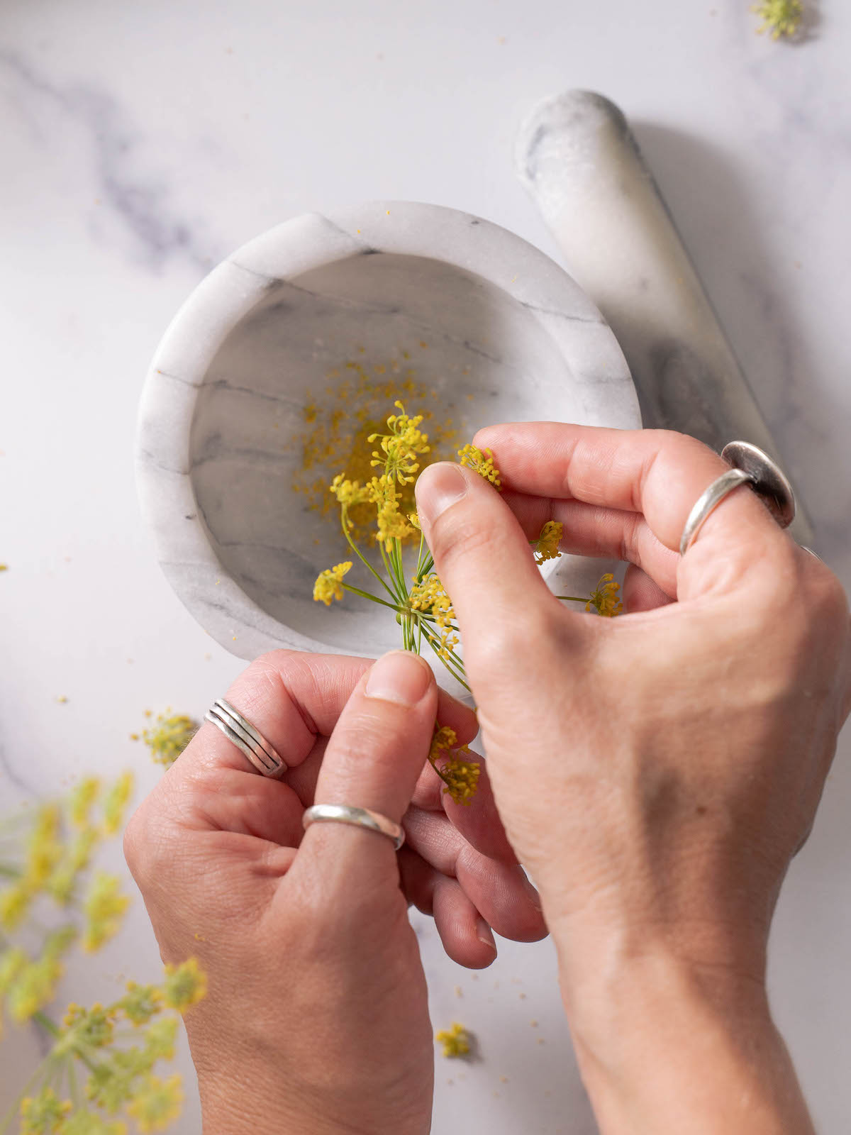 Rubbing fennel flowers to collect pollen
