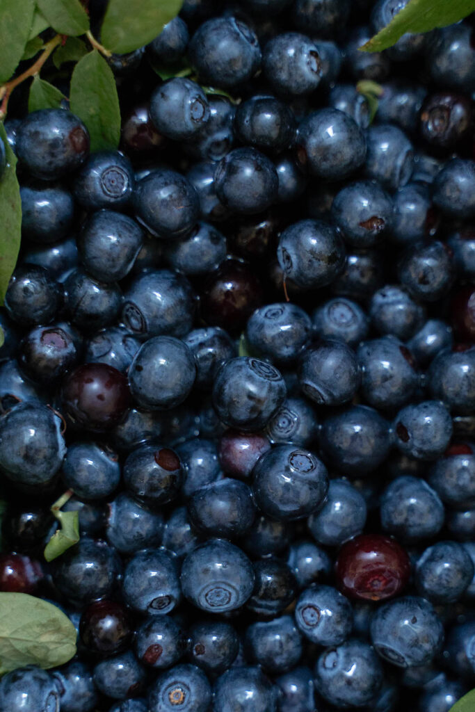 Wild huckleberries