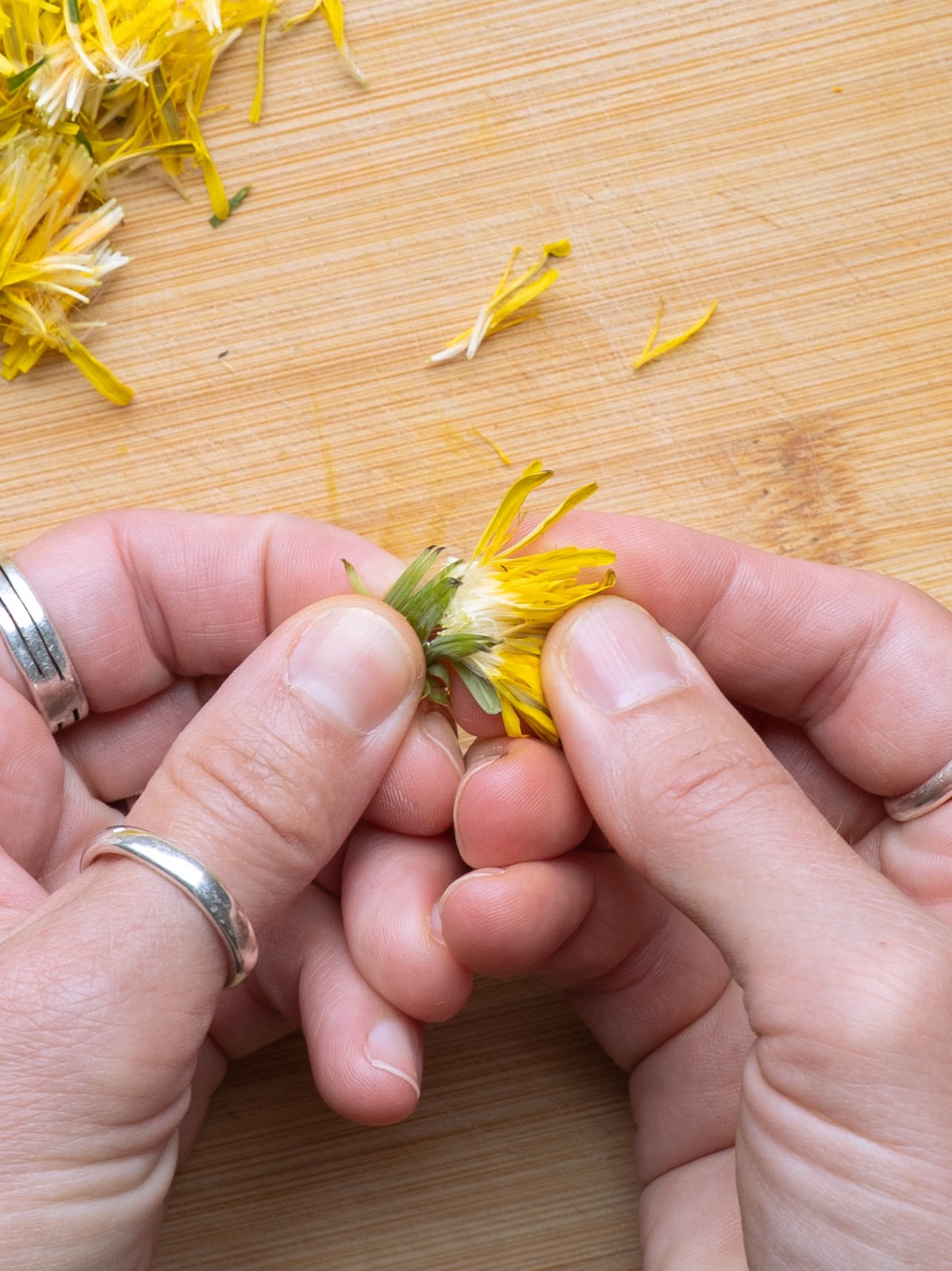 Removing petals from the base of a dandelion flower