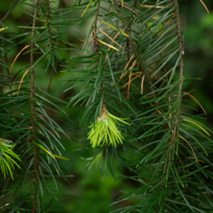 Close up Douglas fir tips