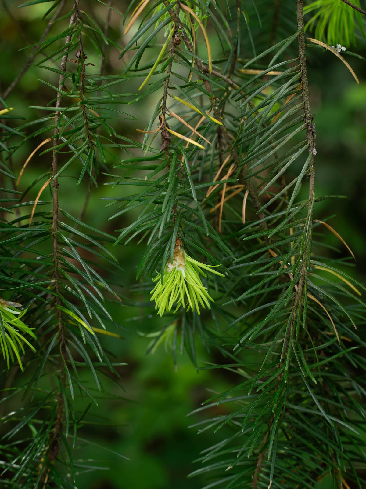 Close up Douglas fir tips