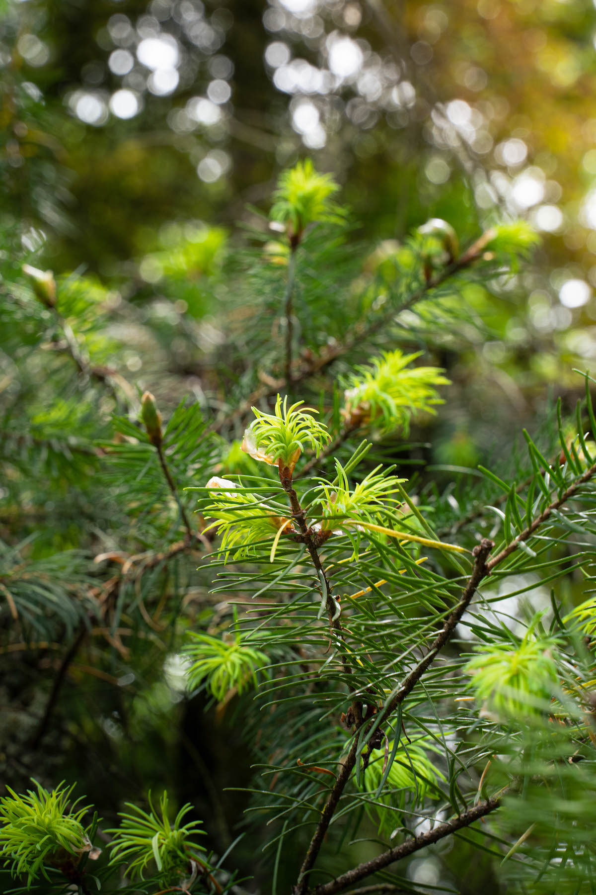 Douglas fir branches in the sunshine