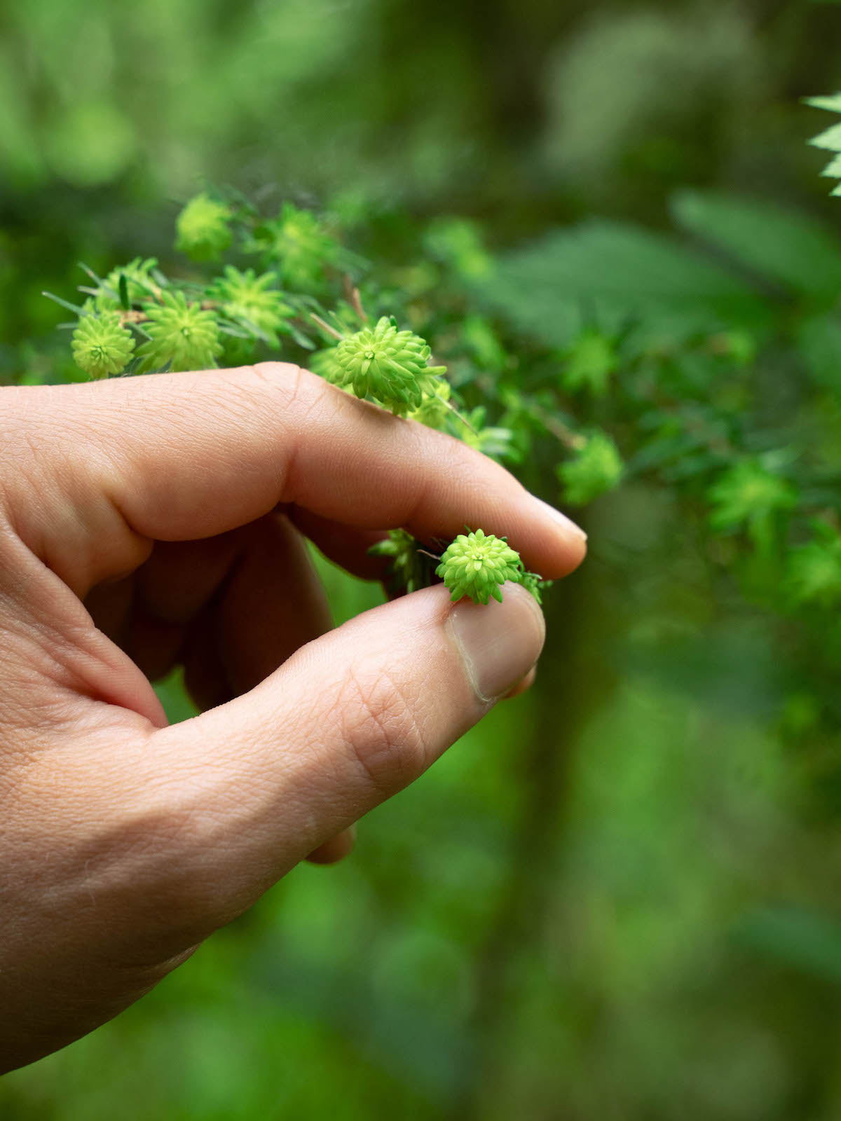 Fingers holding tiny Hemlock tips