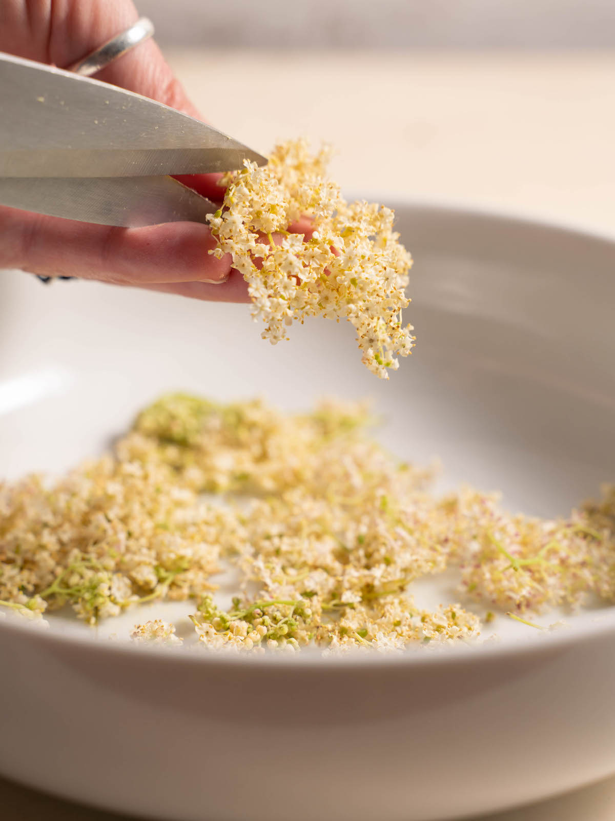 Cutting fresh elderflowers off their stems