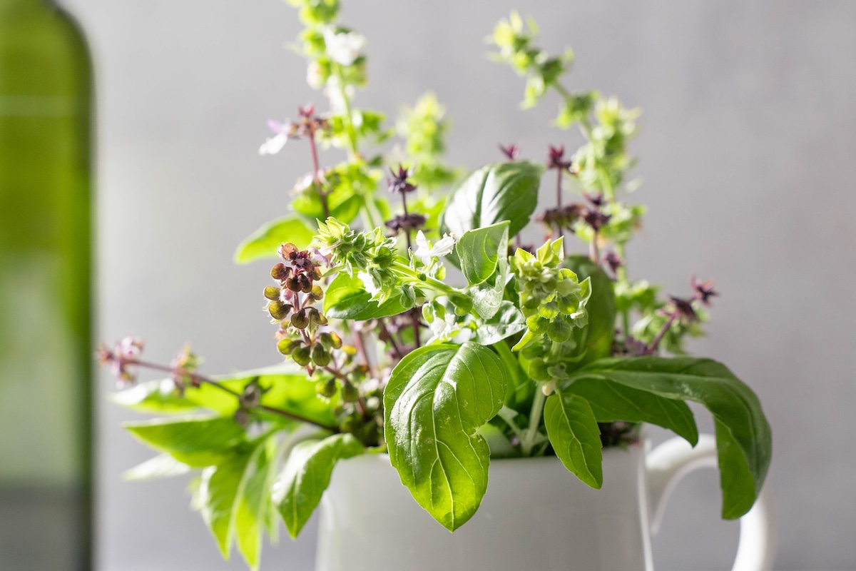 Fresh green and purple basil flowers in a small vase