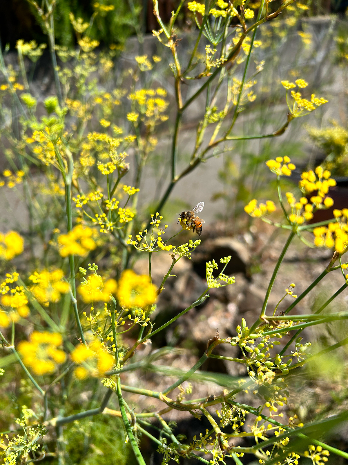 A honeybee collecting fennel pollen from the flowers
