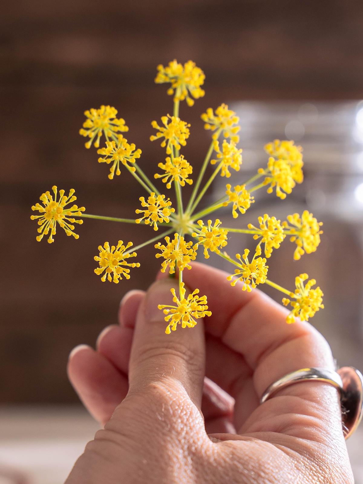 A closeup look at a fennel flower