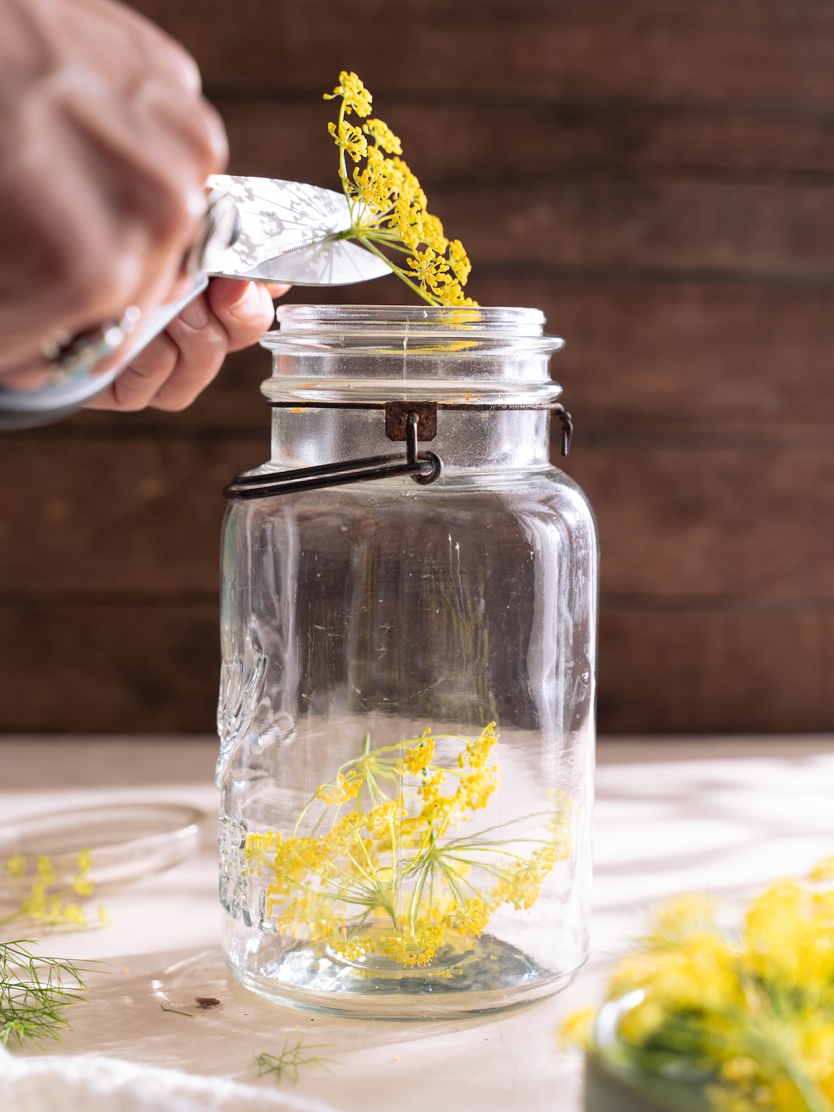 Cutting the stew off a fennel flower and adding it to a jar