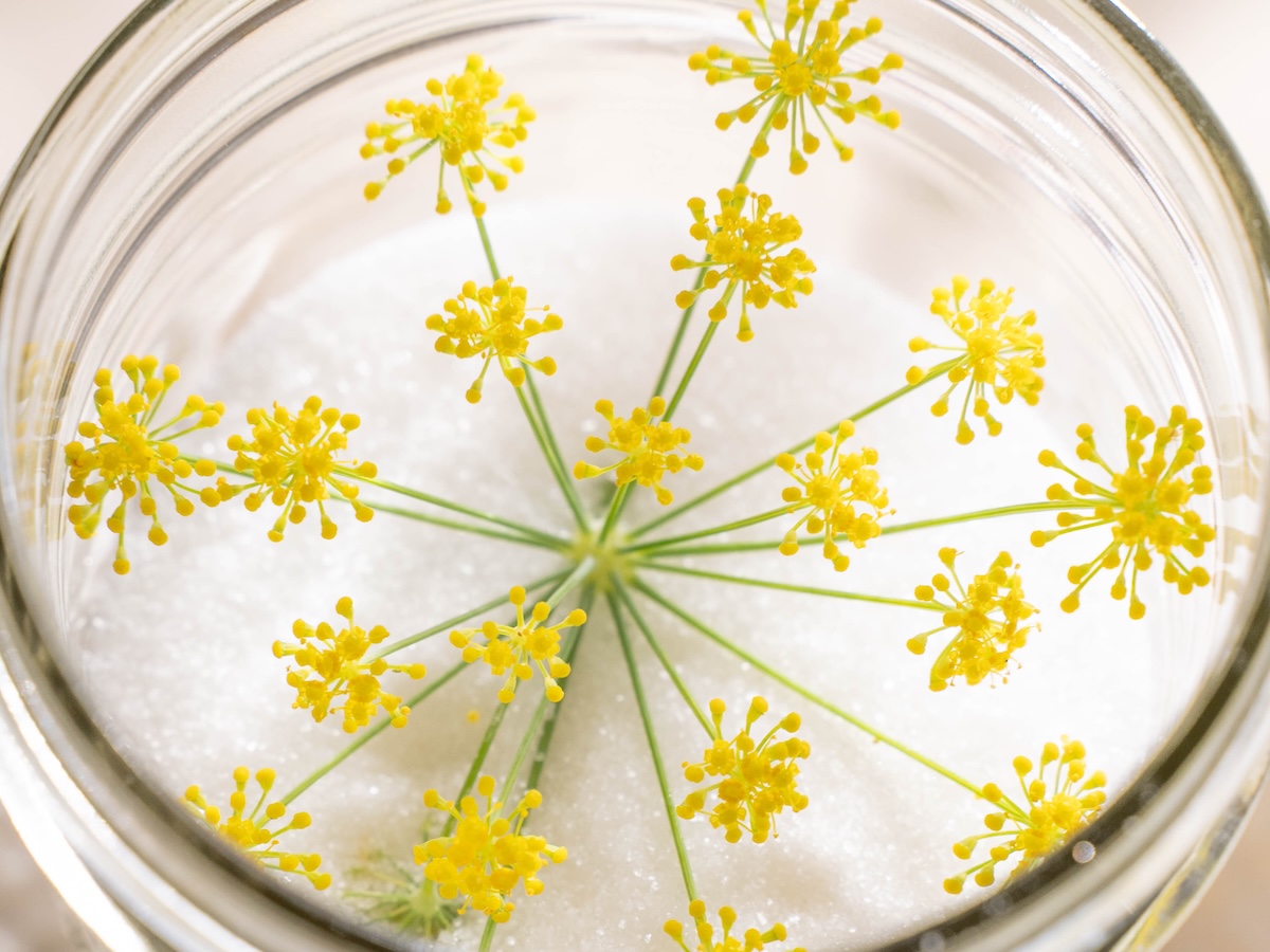 A closeup look at a fennel flower, on top of sugar