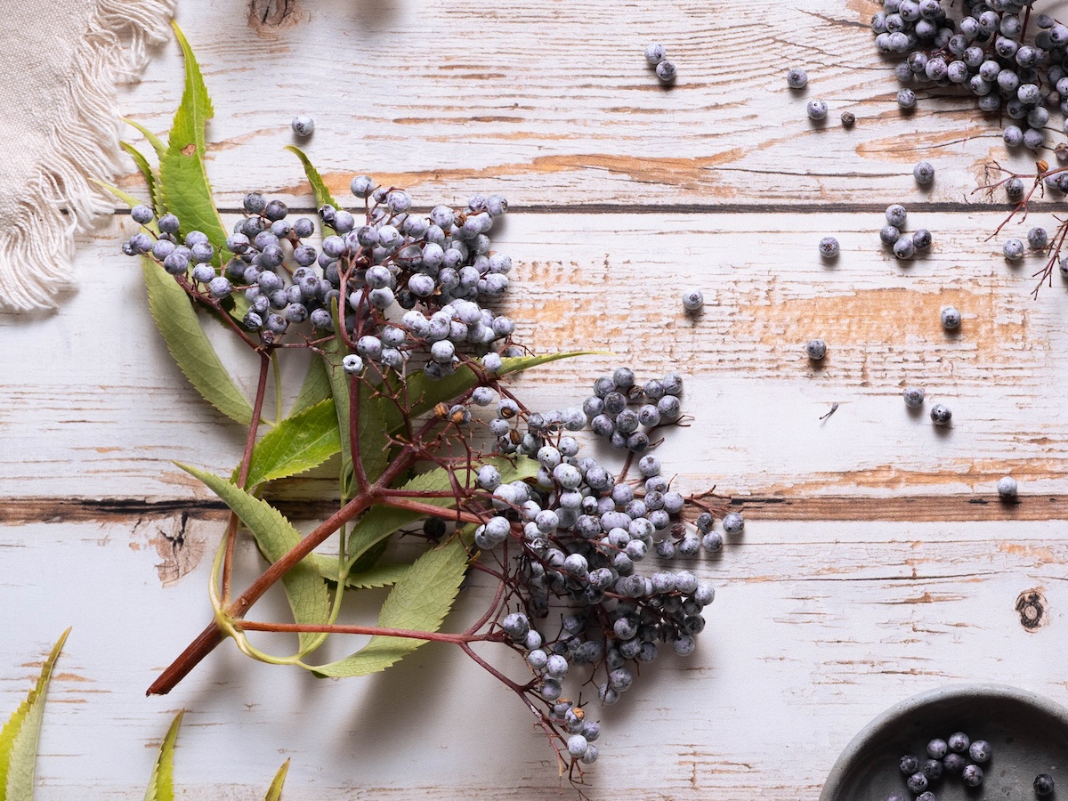 Fresh berries from the blue elderberry tree