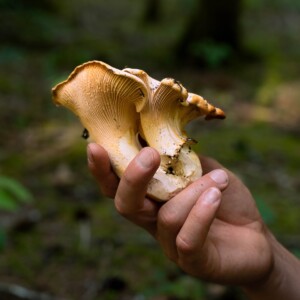 A hand holding white chanterelle mushrooms in the forest