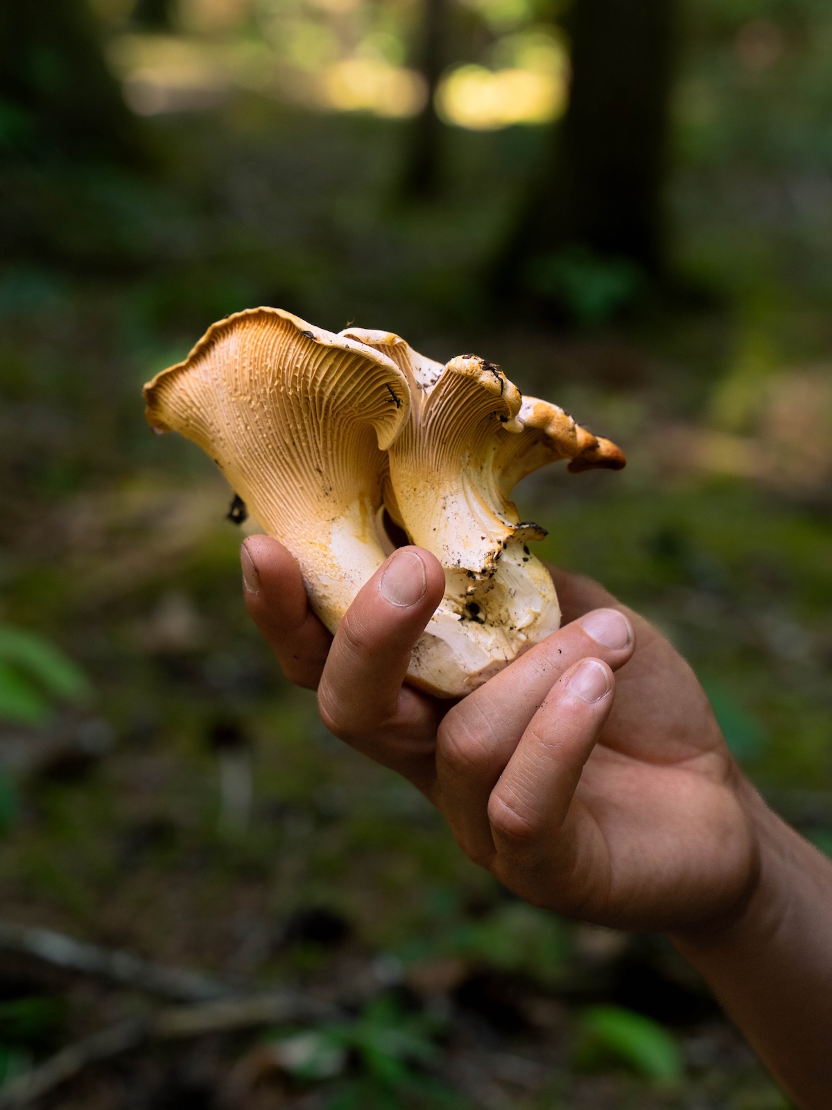 A hand holding white chanterelle mushrooms in the forest