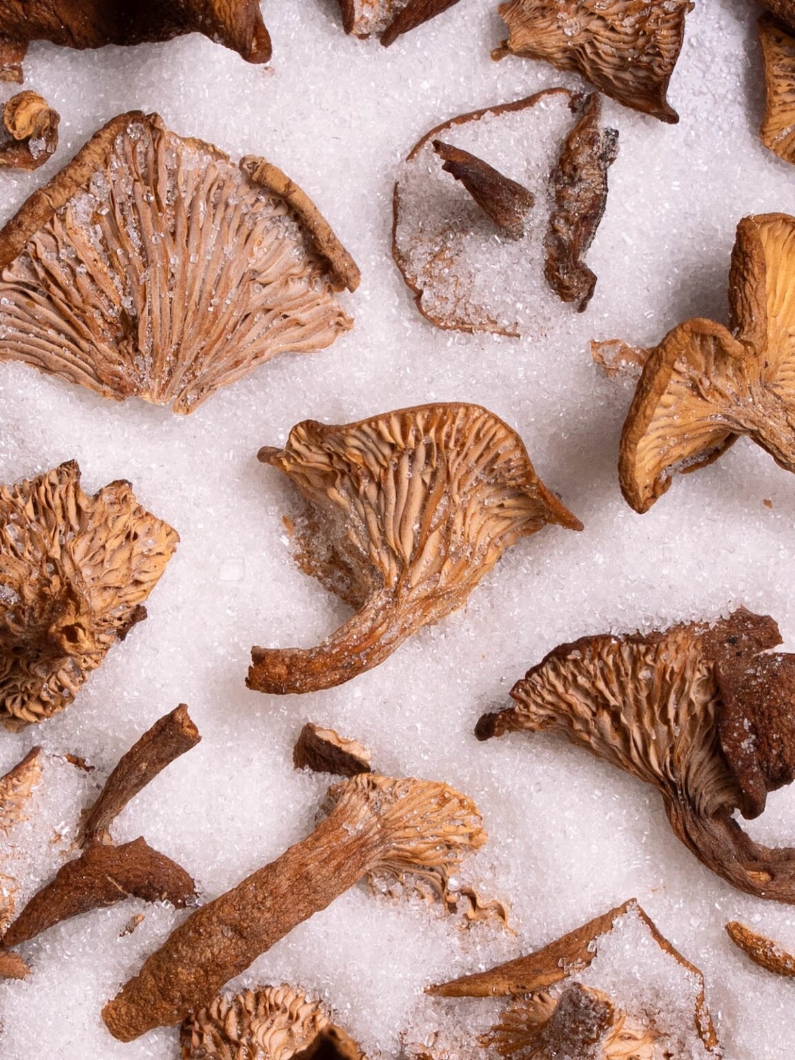 Foraging & Cooking Candy Cap Mushrooms: A Complete Guide