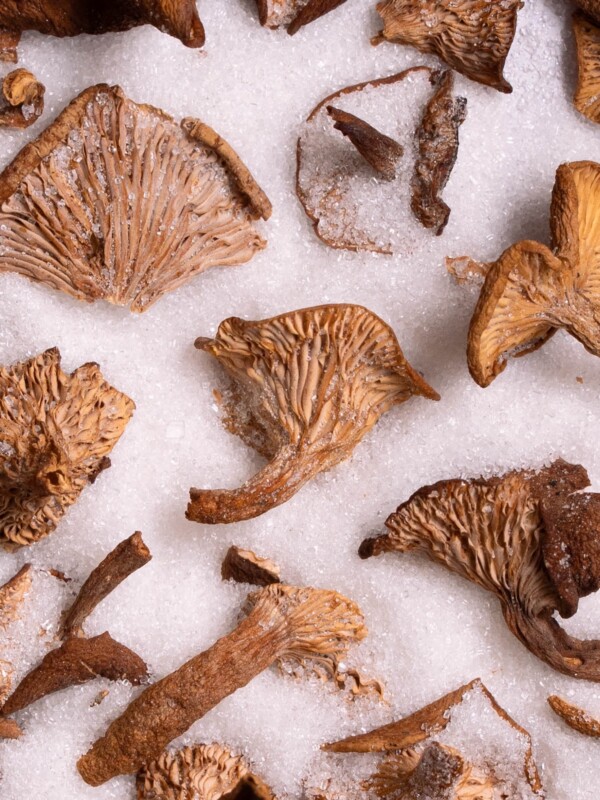 Dried candy cap mushrooms in sugar