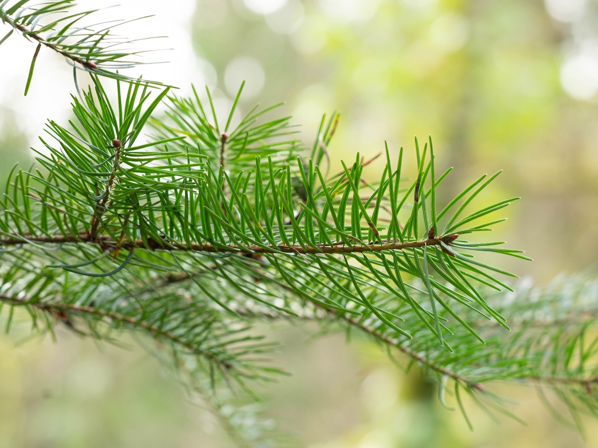 The branch of a Douglas fir tree in the forest