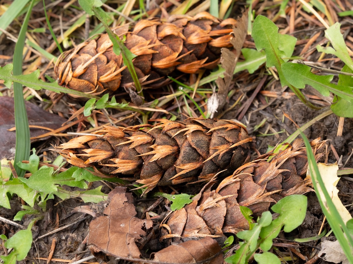Douglas fir pine cones on the forest floor