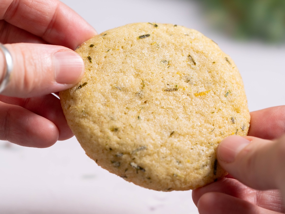 A closeup look at a conifer sugar cookie