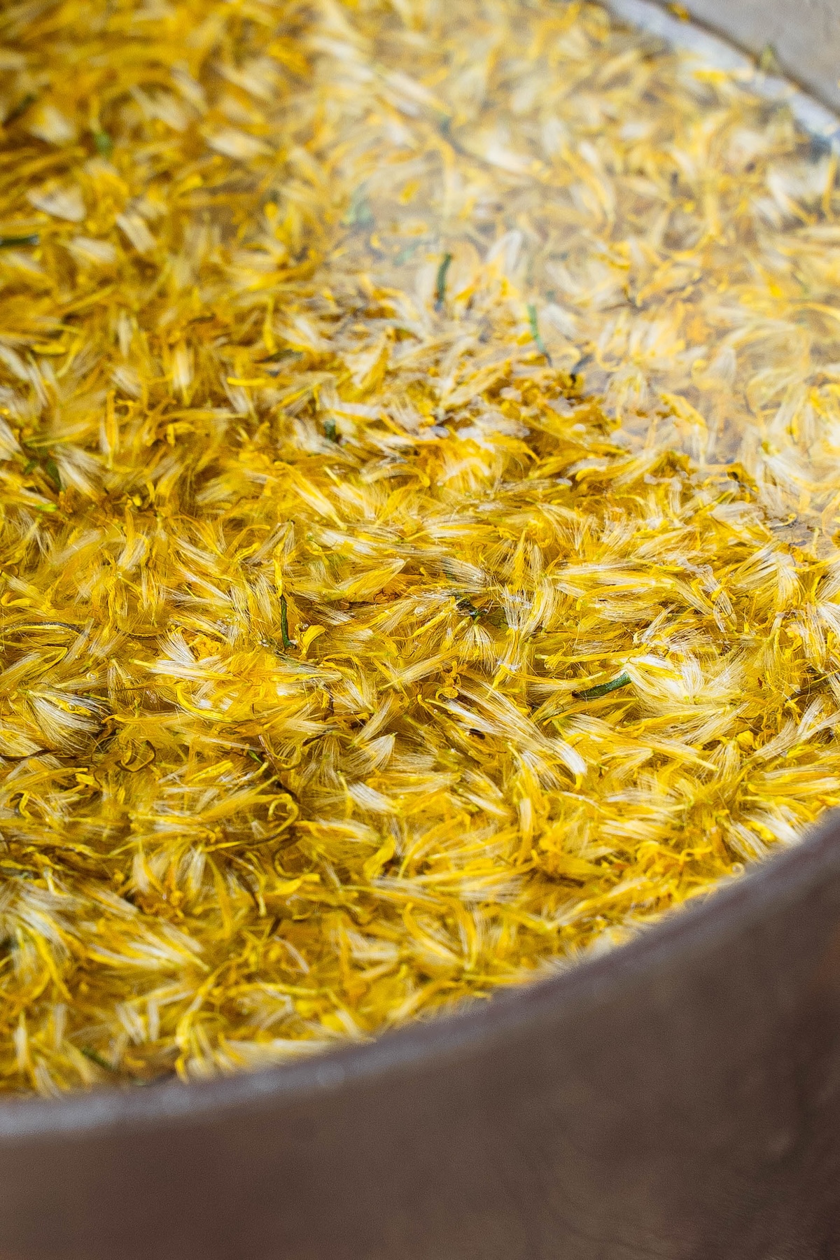 Dandelion flower petals infusing in syrup