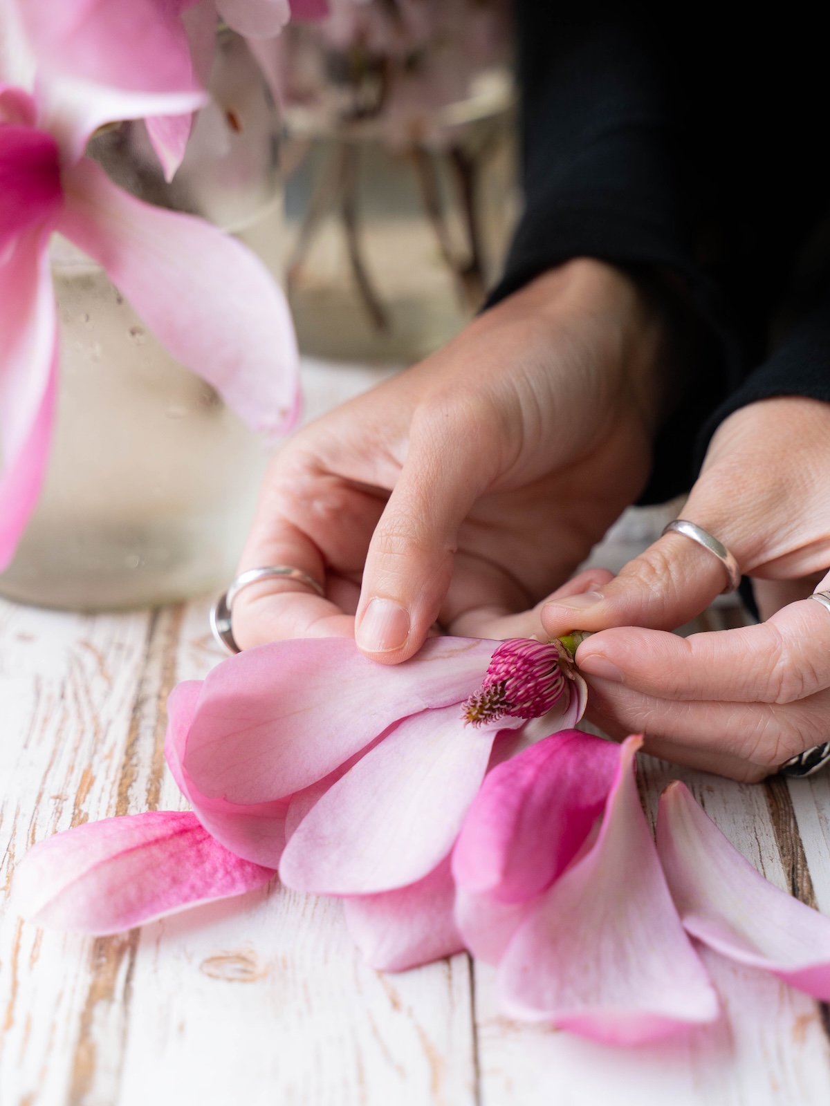 Peeling petals off a magnolia flower
