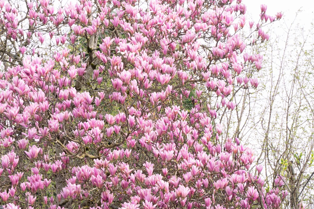A magnolia tree in full bloom, with large pink tulip-shaped flowers