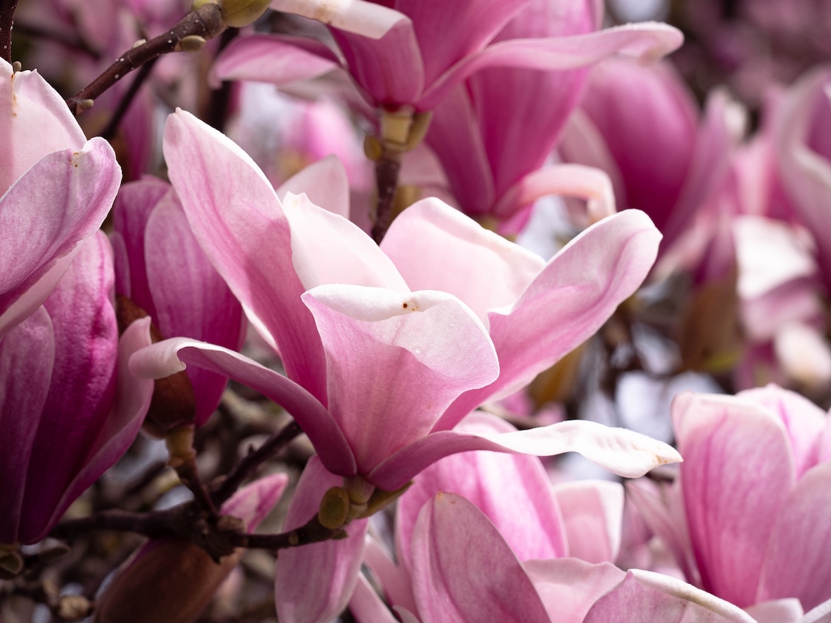 Large pink magnolia blossoms in bloom