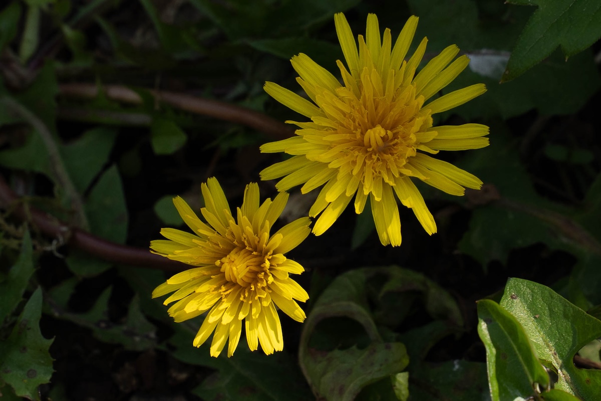 Dandelion flowers