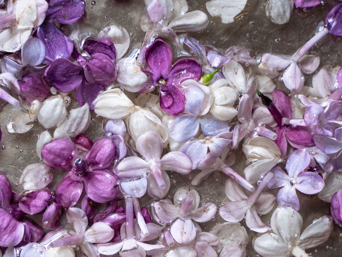 Closeup of fresh lilac flowers floating in simple syrup