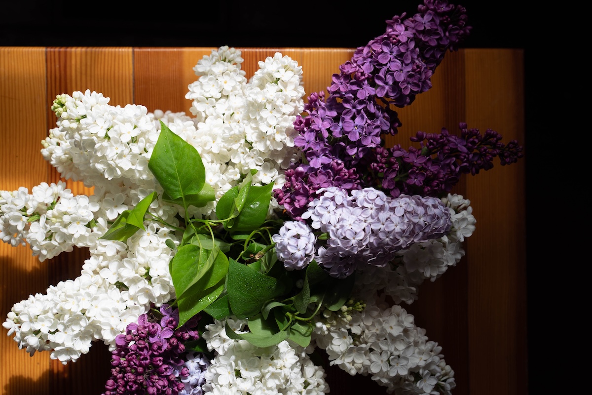 White, light purple, and dark purple lilac branches in a jar of water on a table near a window