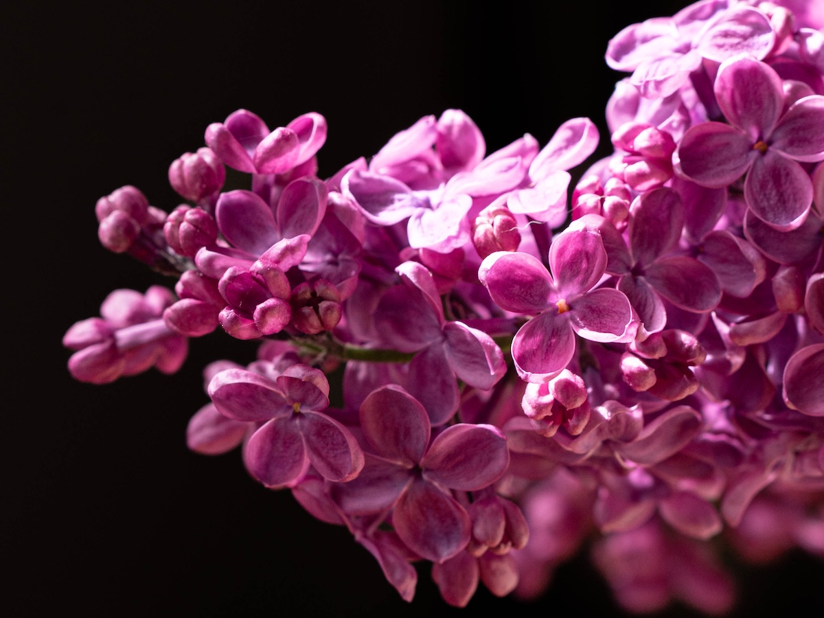 A closeup on a cluster of purple lilac flowers