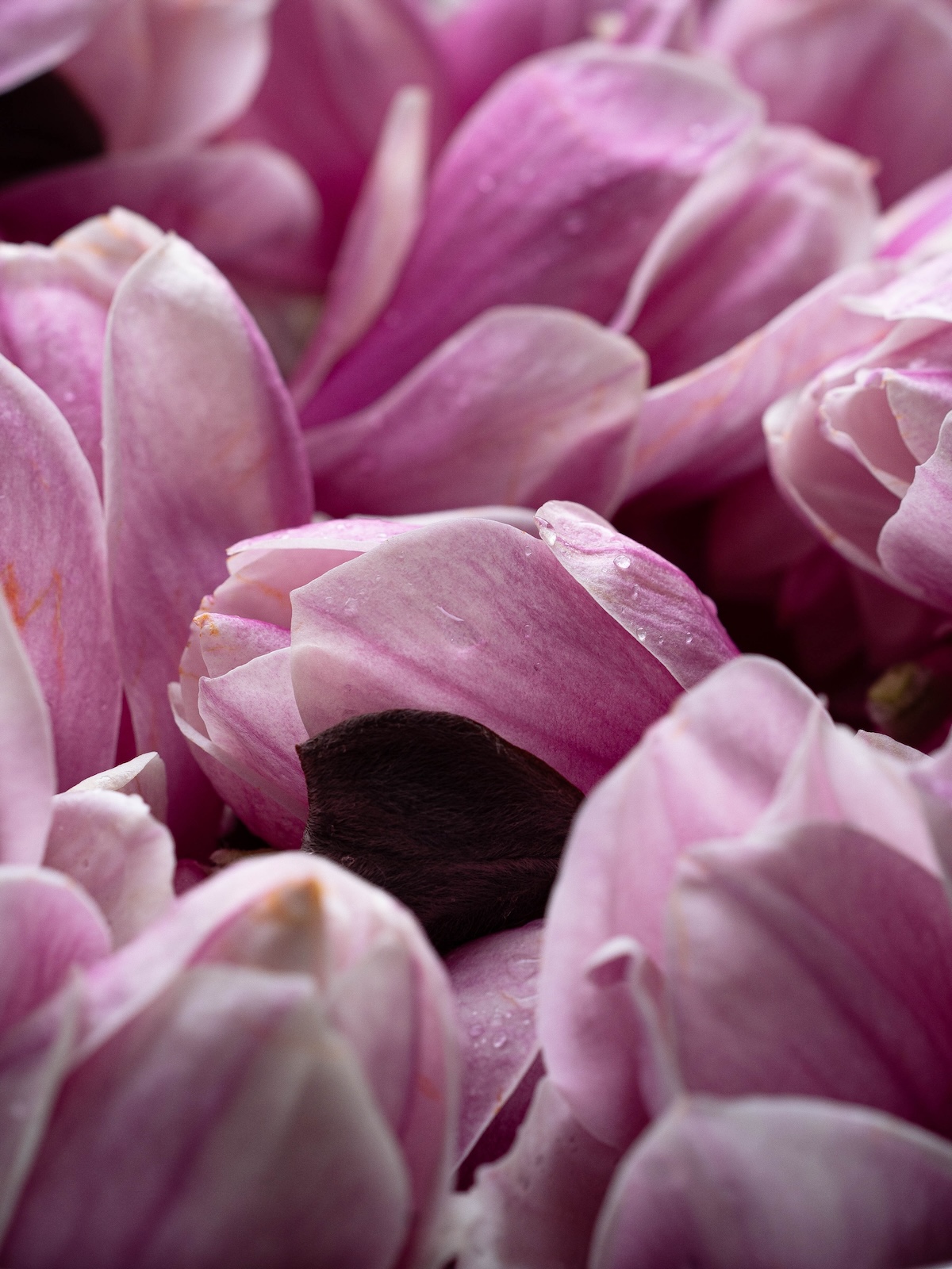 A closeup look at pink and white magnolia blossoms