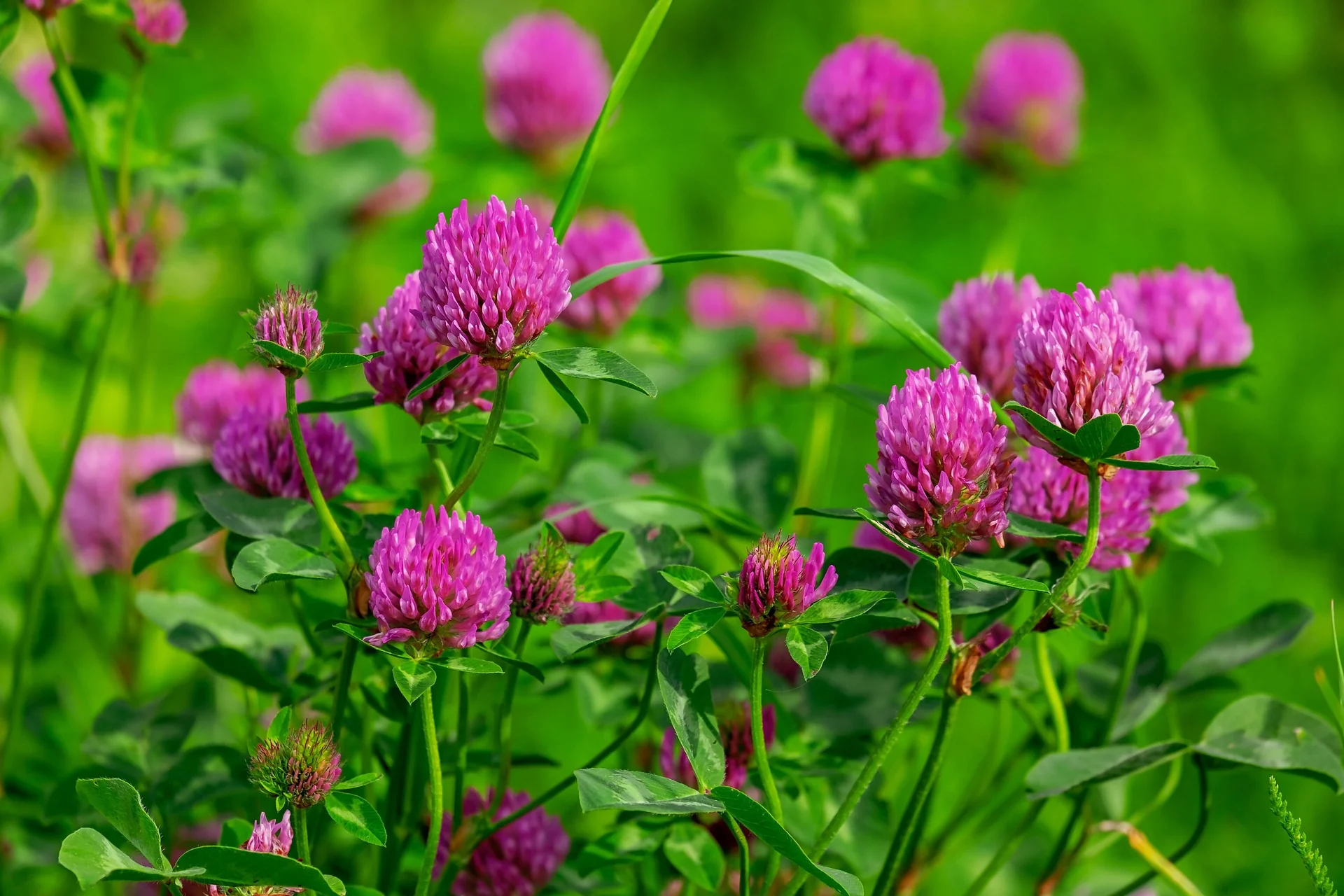 Red clover flowers, a common edible spring flower