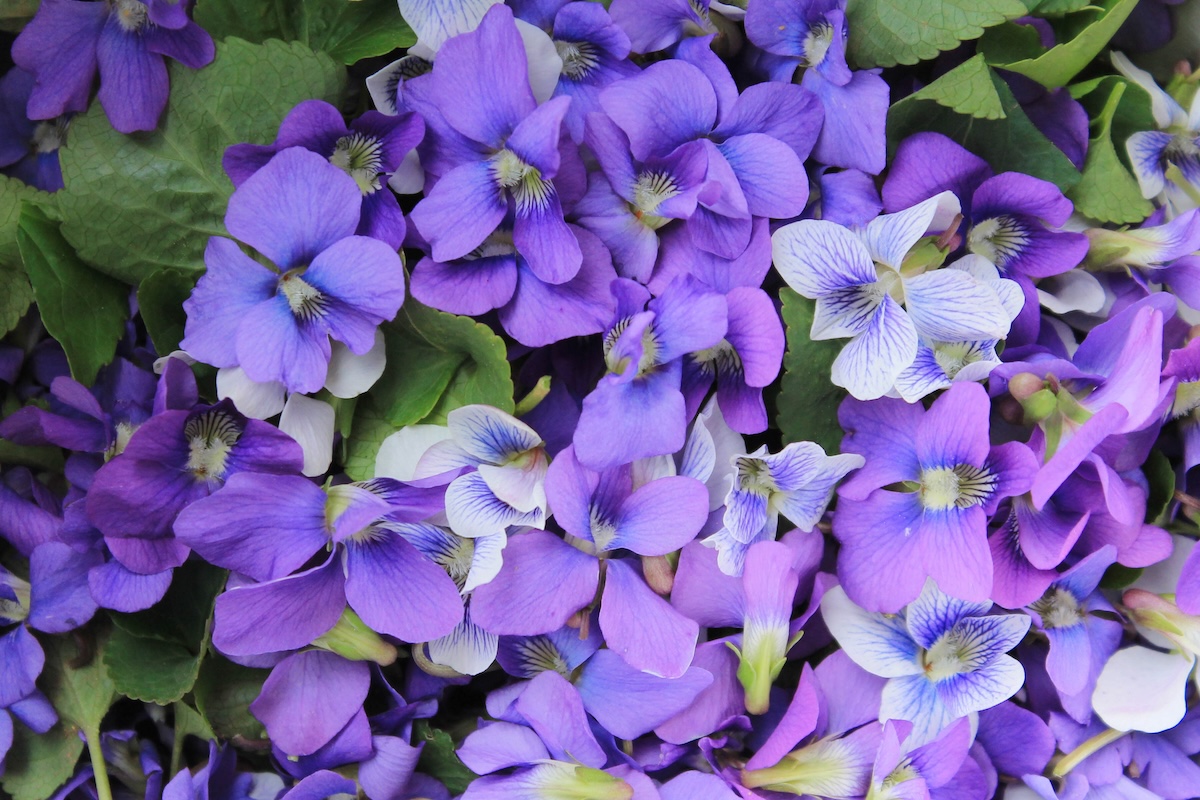 A bowl full of edible wild violets