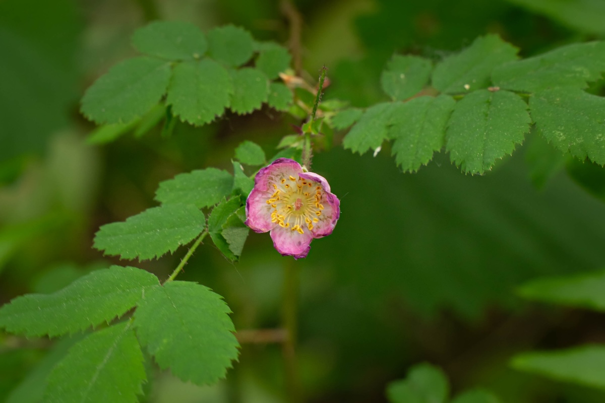 A wild rose in the forest