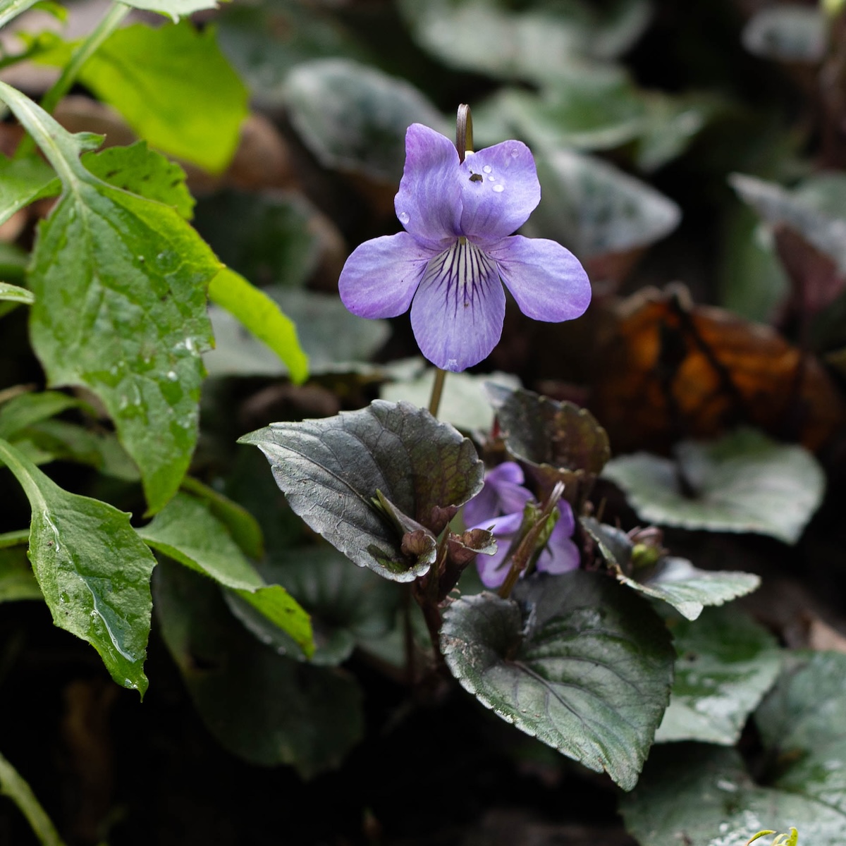 An edible spring flower, the wild violet