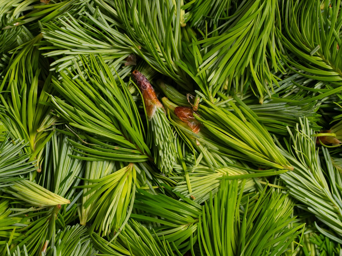 A pile of fresh Douglas Fir tips