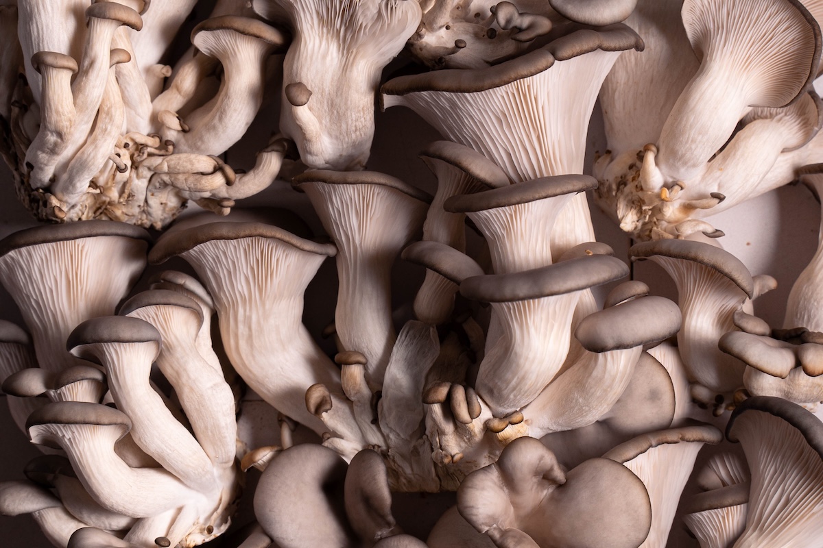 A closeup look at blue oyster mushrooms