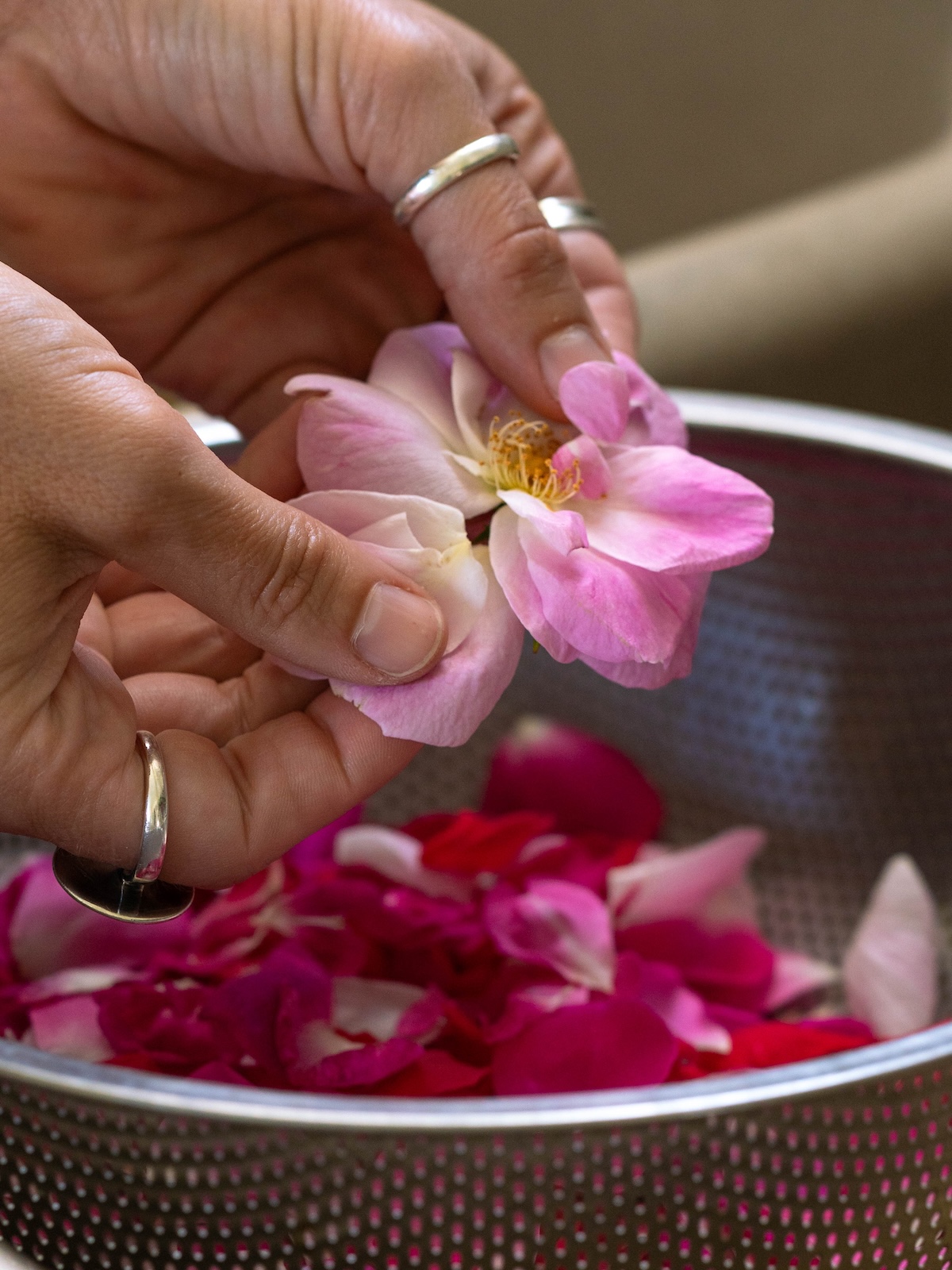 Removing petals from a wild rose