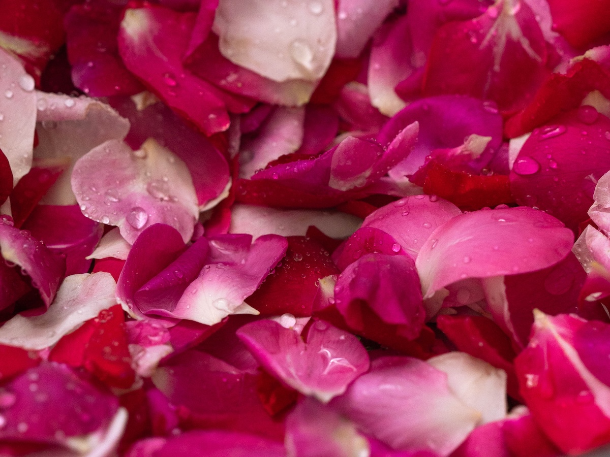 Pink and red rose petals with drops of water