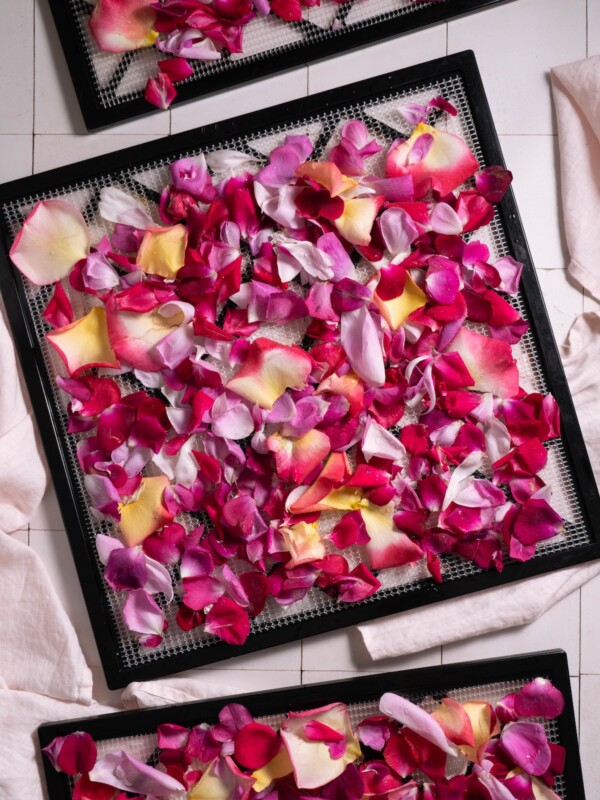 Multi colored rose petals laid out on dehydrator trays