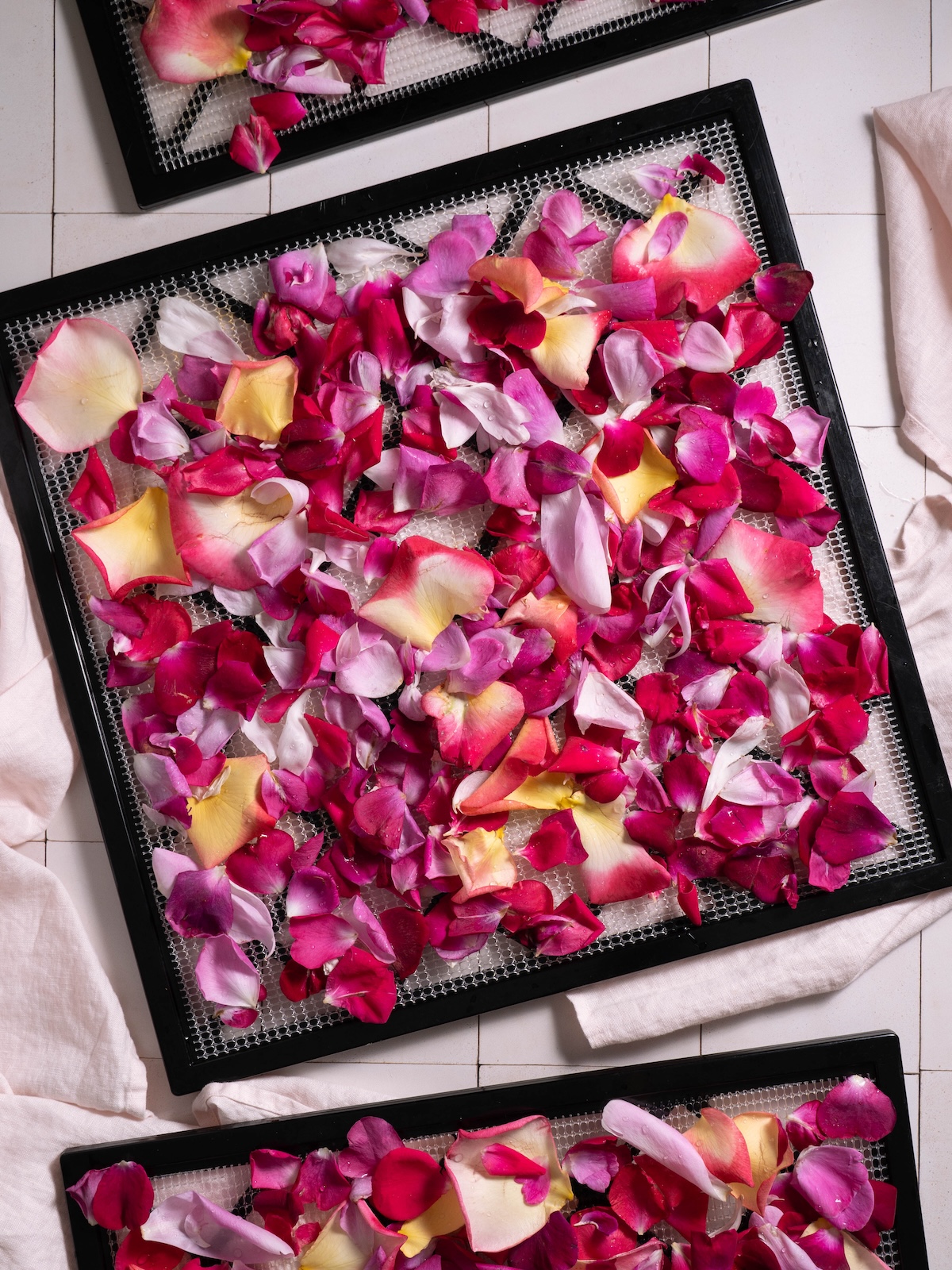 Multi colored rose petals laid out on dehydrator trays