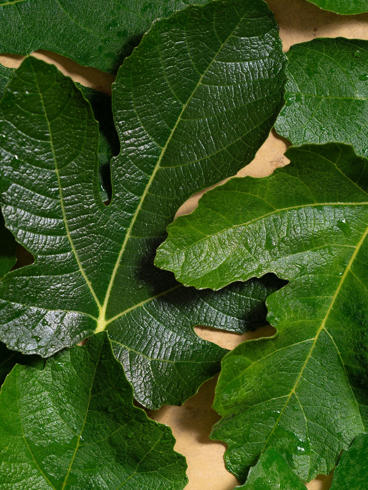 Washed fresh fig leaves