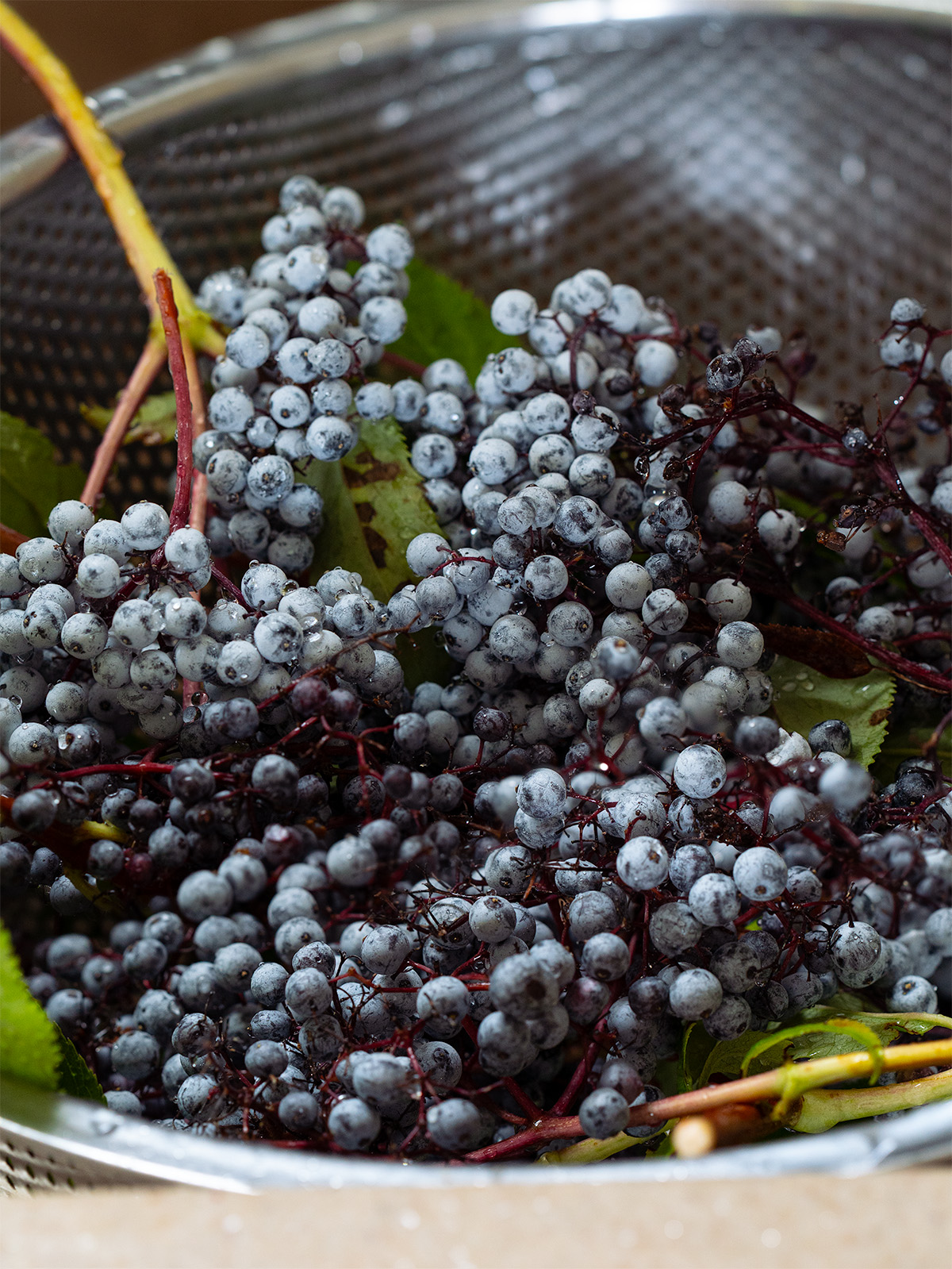 Wild blue elderberries in a colander over the sink