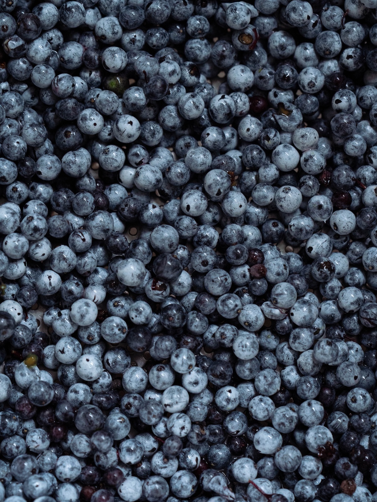 Tiny blue elderberries, up close, in a colander