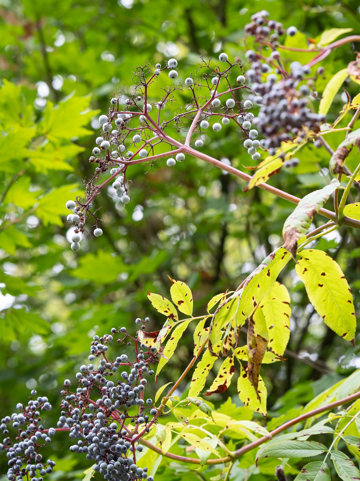 Branches of an elderberry bush in the forest