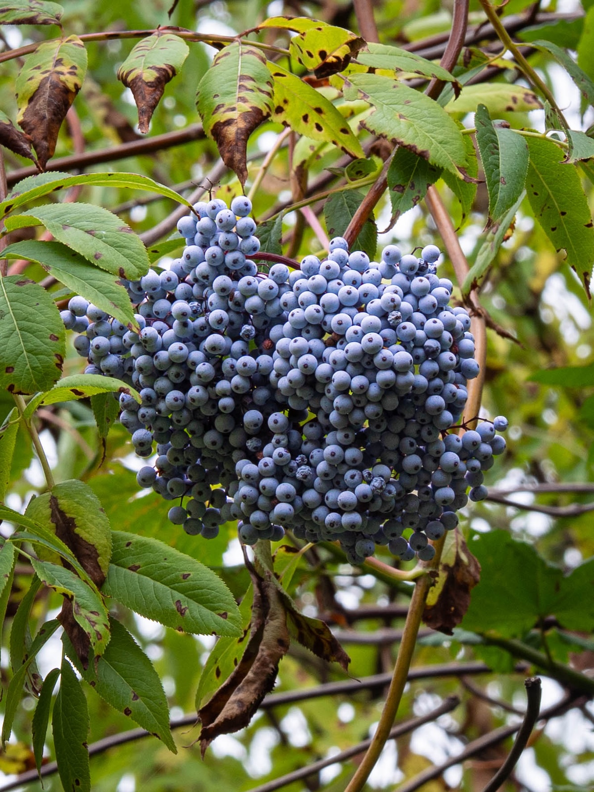 A cluster of elderberries in the woods