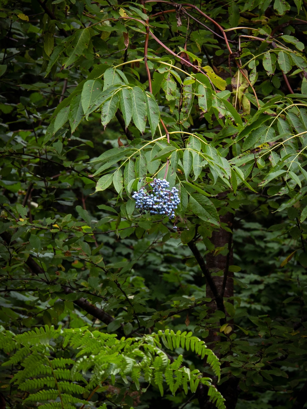 A cluster of blue elderberries in a dark forest